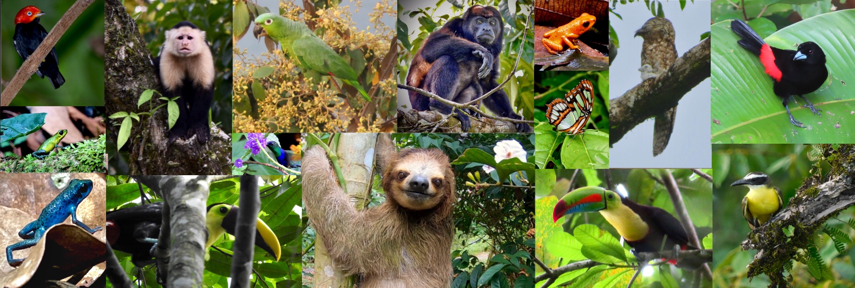 Welcome to Bocas Biodiversity!