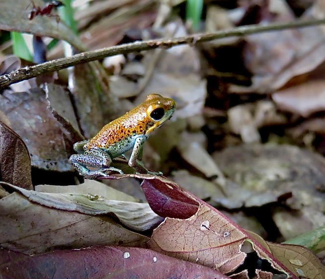 What is Bocas Biodiversity?