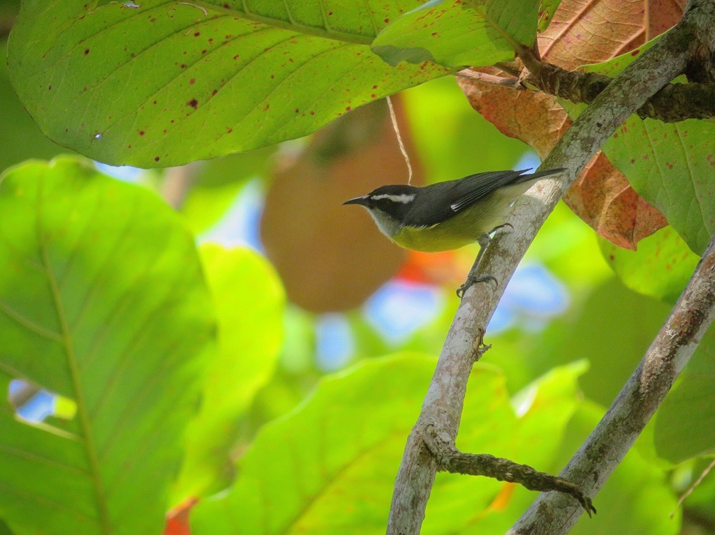 The Fantastic Biodiversity of Bocas del Toro
