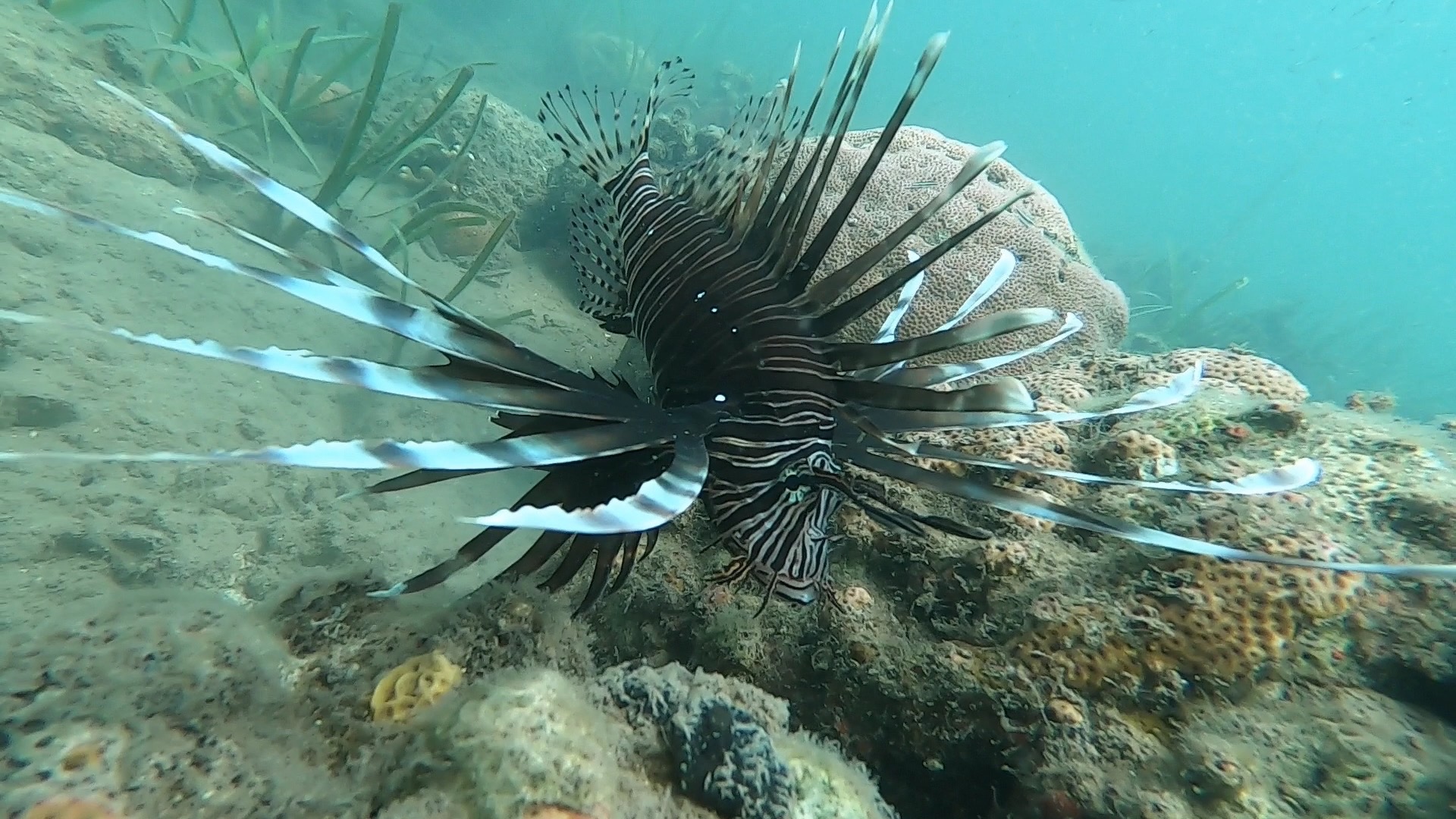 Bocas del Toro’s “Bye Bye Lionfish” Derby