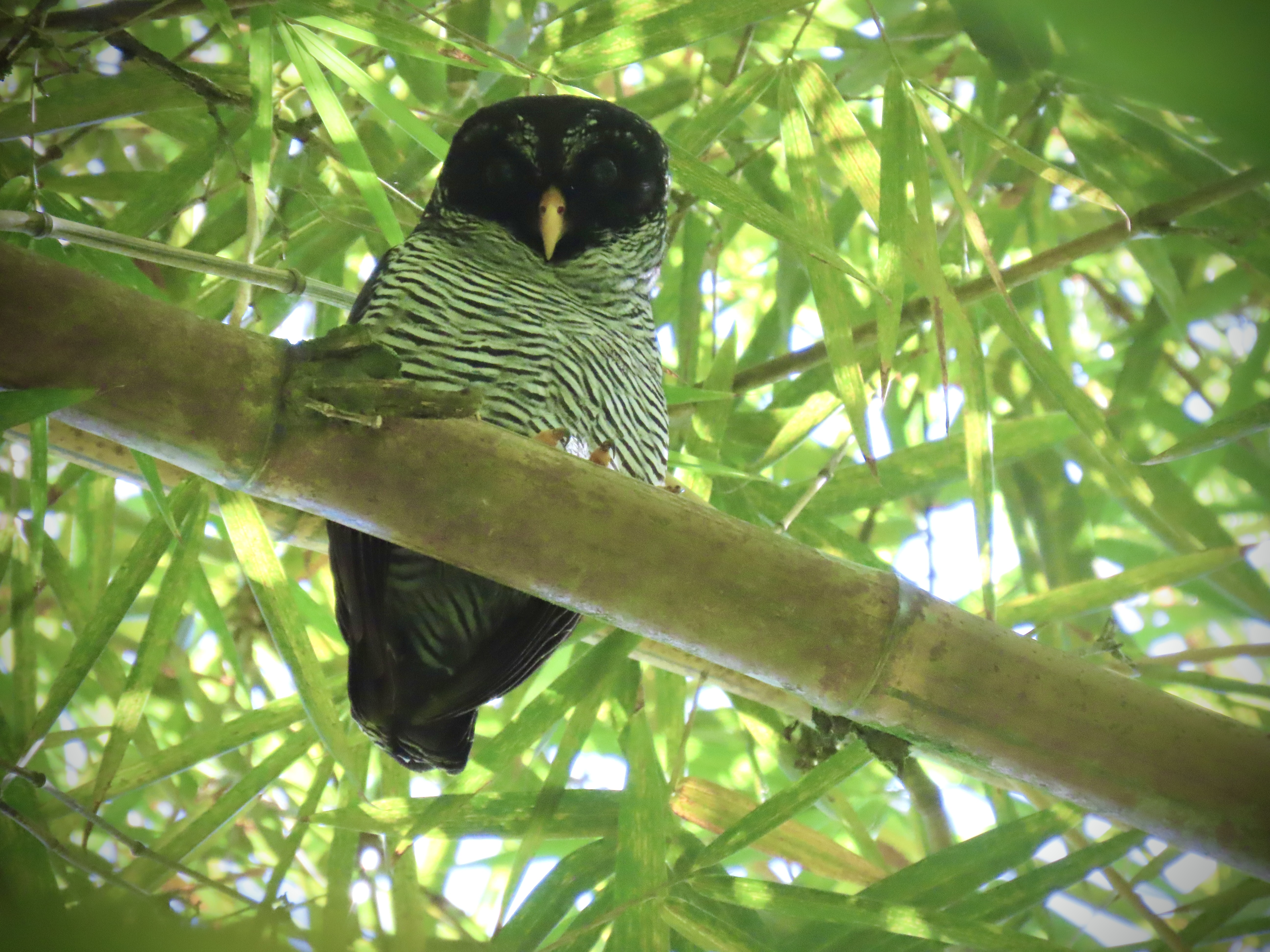 Finca Mena: A Mainland Birding Mecca