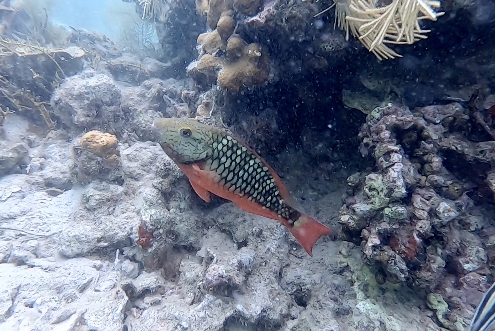 Bocas Coral Reef Awareness