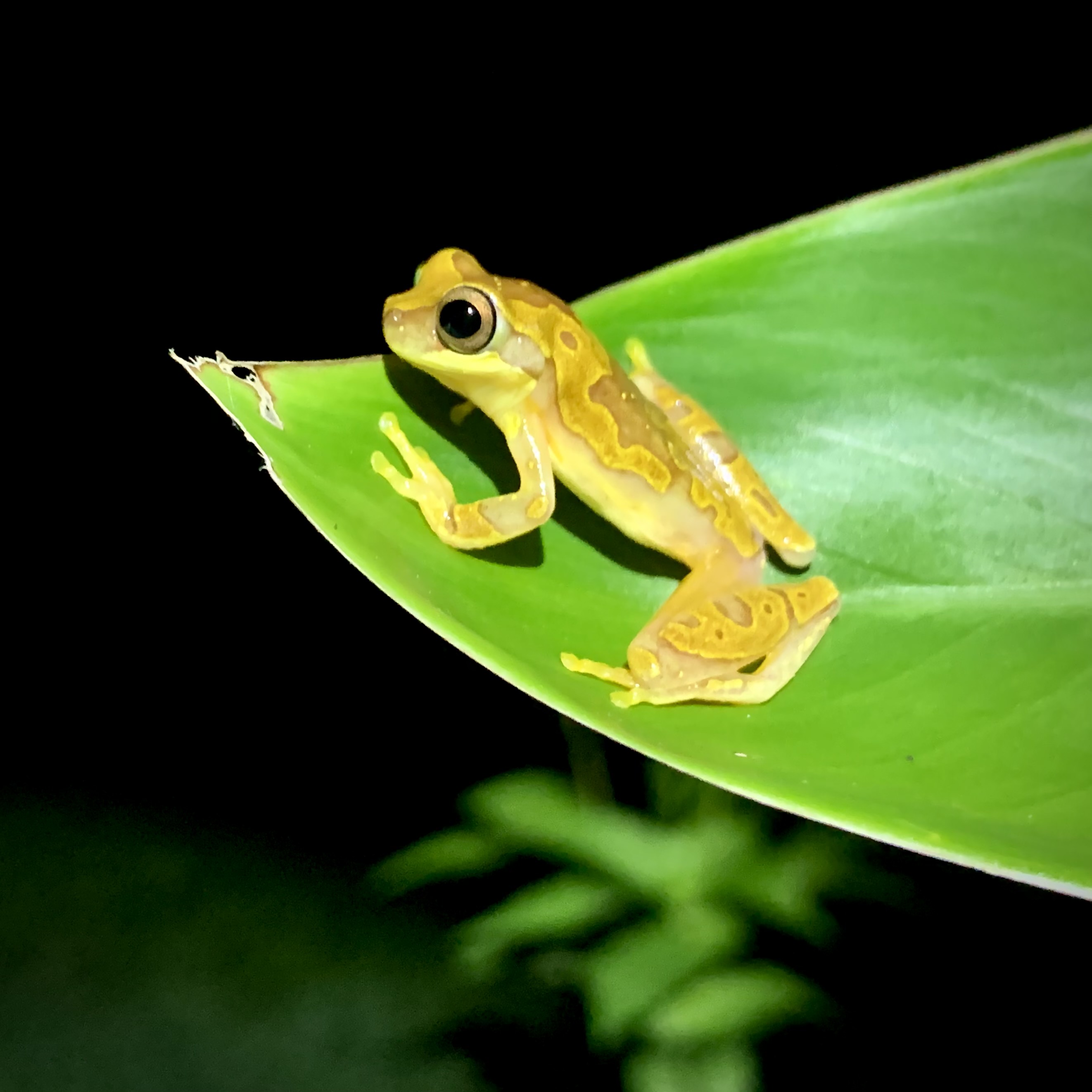 A Night Hike at Snowy Cotinga House