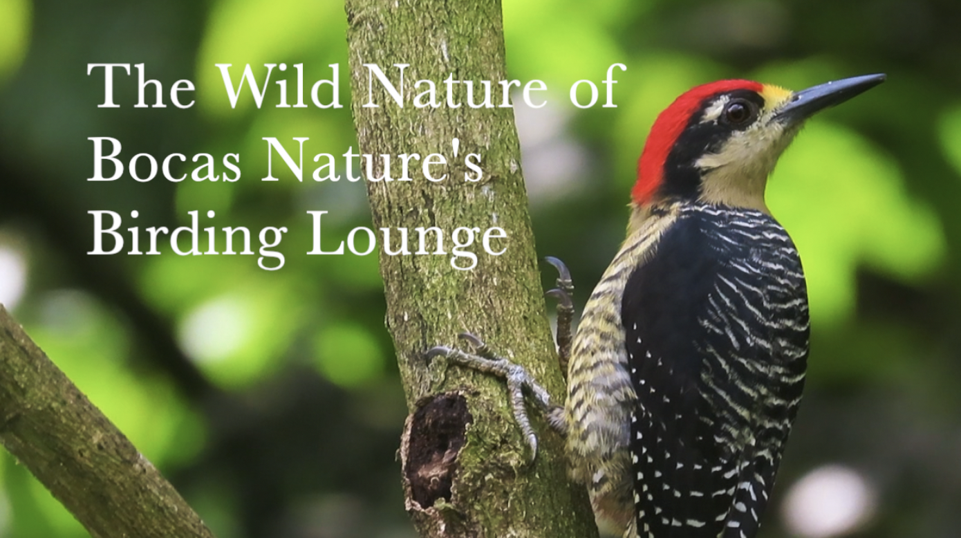 The Wild Nature of Bocas Nature’s Birding Lounge
