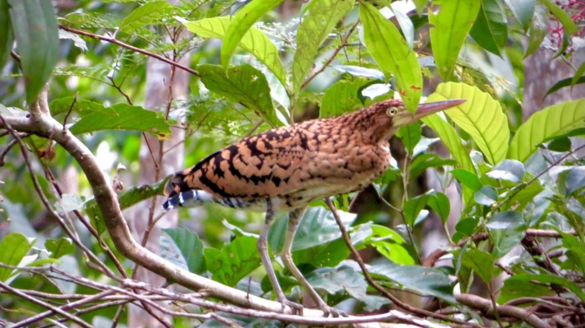 The Stunning Rufescent Tiger Heron