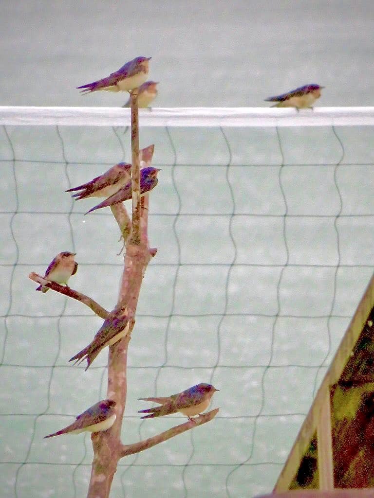 Barn Swallow on the Move in Bocas!